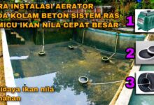 Venturi Sederhana untuk Ikan Gabus Rumahan, Oksigen Kolam Lebih Stabil