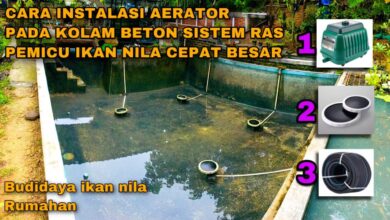 Venturi Sederhana untuk Ikan Gabus Rumahan, Oksigen Kolam Lebih Stabil