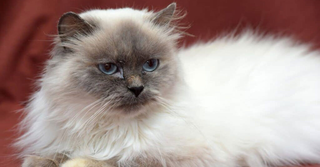 Ragdoll Lebih Besar, Himalaya Ternyata Lebih Menuntut Perawatan Bulu
