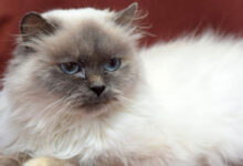 Ragdoll Lebih Besar, Himalaya Ternyata Lebih Menuntut Perawatan Bulu