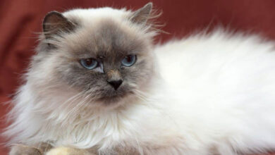 Ragdoll Lebih Besar, Himalaya Ternyata Lebih Menuntut Perawatan Bulu