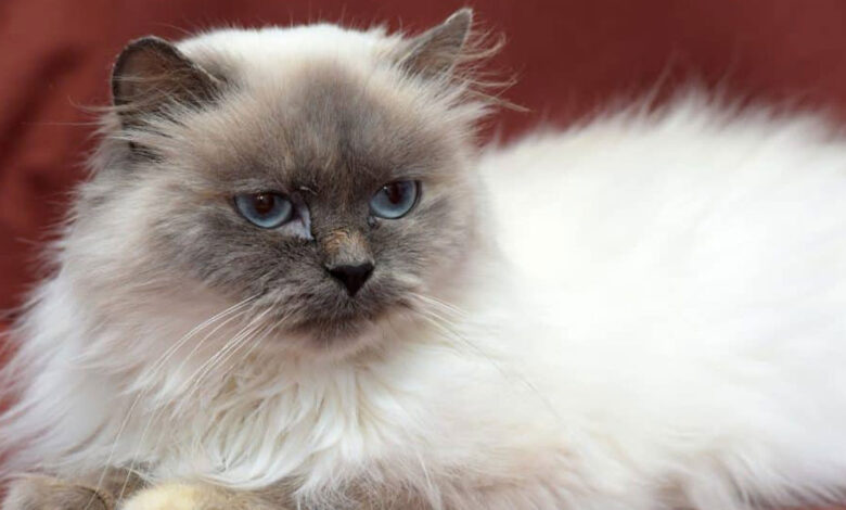 Ragdoll Lebih Besar, Himalaya Ternyata Lebih Menuntut Perawatan Bulu