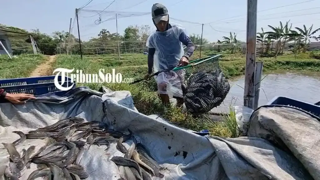 8 Ikan Konsumsi yang Paling Masuk Akal untuk Pemula, Lele Bisa Dipanen 2 Bulan