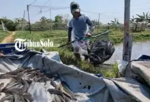 8 Ikan Konsumsi yang Paling Masuk Akal untuk Pemula, Lele Bisa Dipanen 2 Bulan