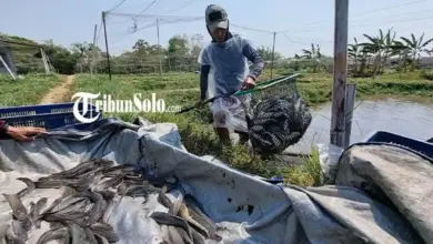 8 Ikan Konsumsi yang Paling Masuk Akal untuk Pemula, Lele Bisa Dipanen 2 Bulan