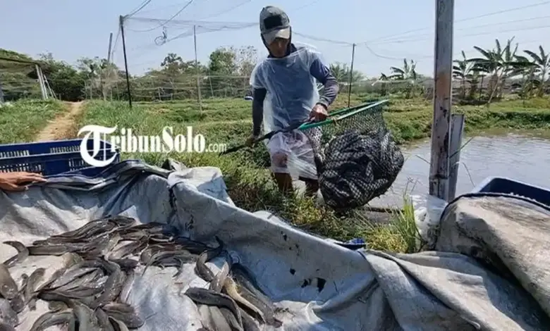 8 Ikan Konsumsi yang Paling Masuk Akal untuk Pemula, Lele Bisa Dipanen 2 Bulan