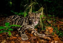 Kucing Hutan Bisa Berenang dan Menggonggong Keras, 7 Fakta Ini Mengejutkan