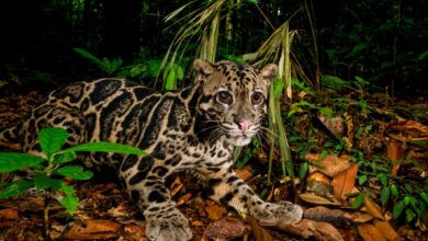 Kucing Hutan Bisa Berenang dan Menggonggong Keras, 7 Fakta Ini Mengejutkan