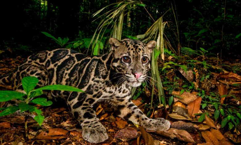 Kucing Hutan Bisa Berenang dan Menggonggong Keras, 7 Fakta Ini Mengejutkan