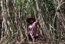Bongkar Ratun Jadi Andalan Jatim, Dorong Produksi Tebu untuk Swasembada Gula