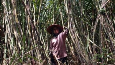 Bongkar Ratun Jadi Andalan Jatim, Dorong Produksi Tebu untuk Swasembada Gula