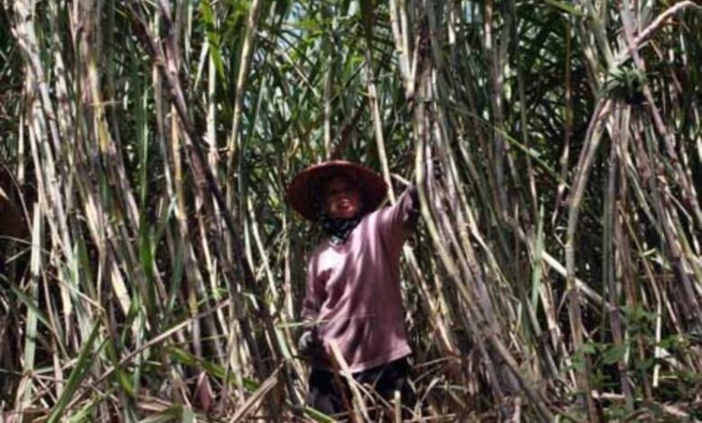 Bongkar Ratun Jadi Andalan Jatim, Dorong Produksi Tebu untuk Swasembada Gula
