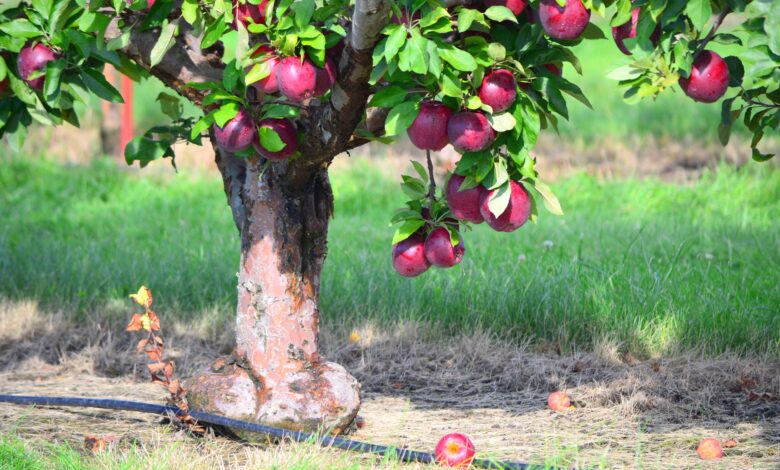 10 Tanaman Buah dalam Pot yang Aman untuk Halaman, Akar Tidak Merusak Lantai