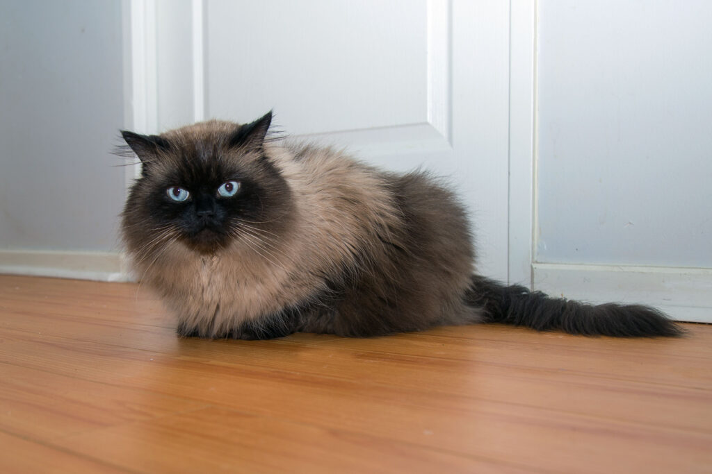 7 Fakta Kucing Himalaya yang Sering Keliru Dipahami, Bukan Berasal dari Himalaya