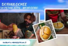 Rahasia Panen Durian 2 Kali Setahun dari Wonosobo, Kuncinya Ada di Perawatan
