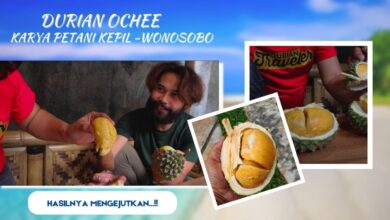 Rahasia Panen Durian 2 Kali Setahun dari Wonosobo, Kuncinya Ada di Perawatan
