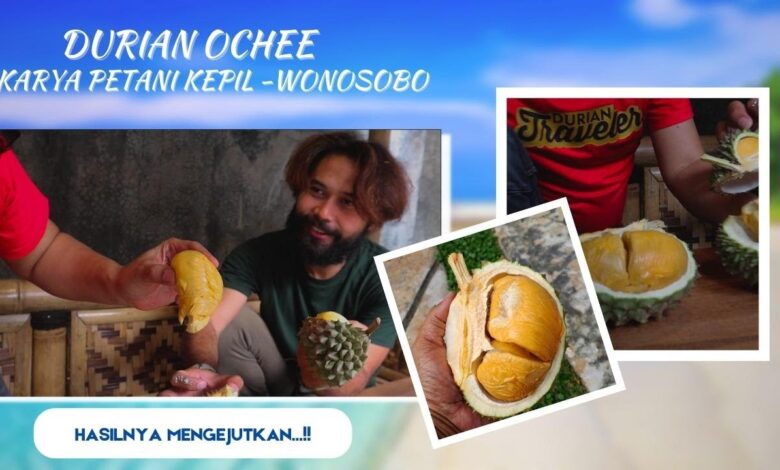 Rahasia Panen Durian 2 Kali Setahun dari Wonosobo, Kuncinya Ada di Perawatan