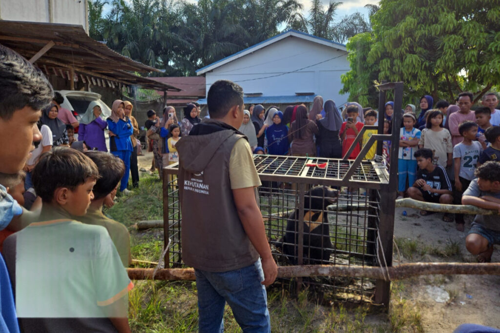 Beruang Madu Masuk Permukiman di Pelalawan, Satwa Liar Itu Langsung Dievakuasi