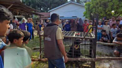 Beruang Madu Masuk Permukiman di Pelalawan, Satwa Liar Itu Langsung Dievakuasi