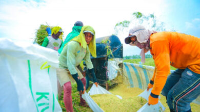 Produksi Beras Indonesia Pecah Rekor Saat Dunia Justru Kekurangan Pasokan