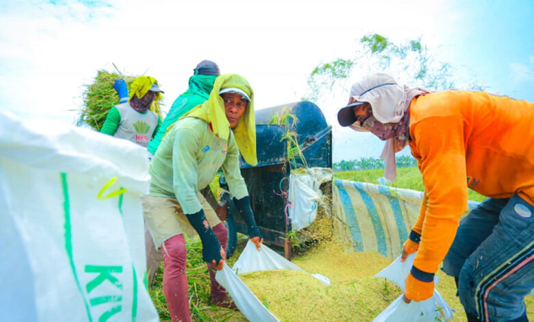 Produksi Beras Indonesia Pecah Rekor Saat Dunia Justru Kekurangan Pasokan