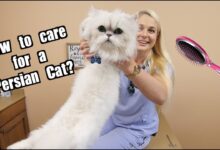 5 Fakta Kecantikan Kucing Persia yang Ternyata Dibayar dengan Perawatan Ekstra
