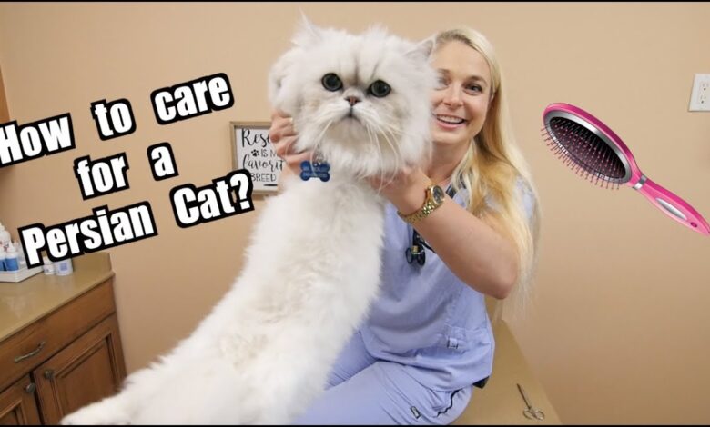 5 Fakta Kecantikan Kucing Persia yang Ternyata Dibayar dengan Perawatan Ekstra