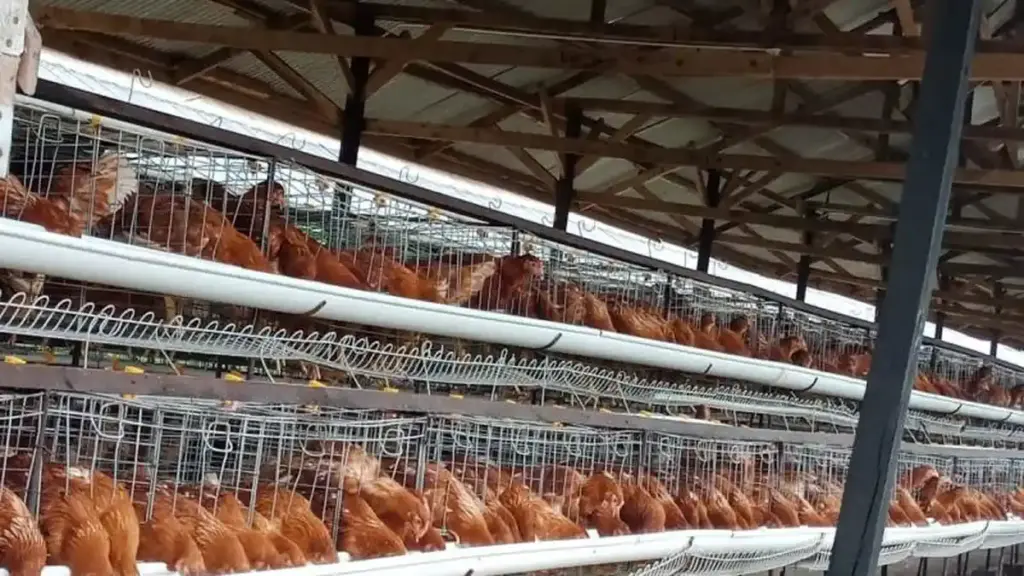Dari Pengangkut Pakan, Nirin Jadi Pionir Ayam Petelur Bekasi Lewat KUR BRI