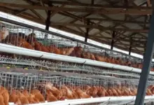Dari Pengangkut Pakan, Nirin Jadi Pionir Ayam Petelur Bekasi Lewat KUR BRI