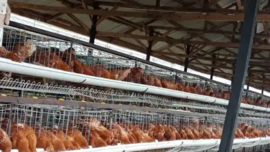 Dari Pengangkut Pakan, Nirin Jadi Pionir Ayam Petelur Bekasi Lewat KUR BRI