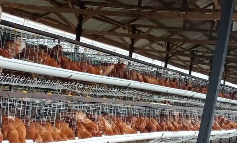 Dari Pengangkut Pakan, Nirin Jadi Pionir Ayam Petelur Bekasi Lewat KUR BRI