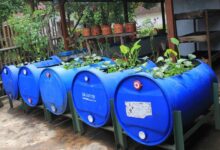 Modal Ringan, Panen Belut di Drum Bekas Tanpa Lumpur Ternyata Begini Caranya