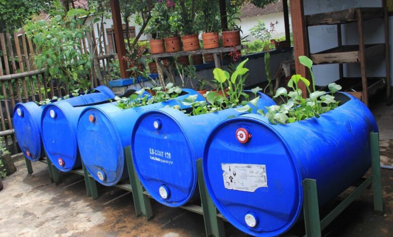 Modal Ringan, Panen Belut di Drum Bekas Tanpa Lumpur Ternyata Begini Caranya