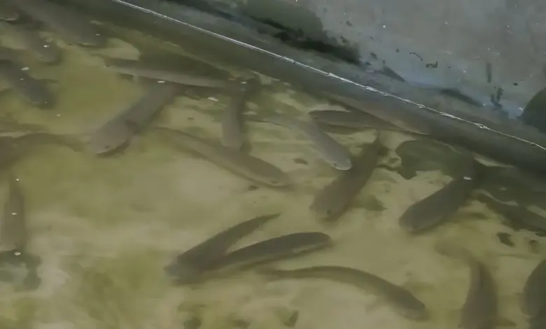 6 Usaha Ikan Gabus Rumahan Bermodal Mini, Banyak yang Bisa Dimulai dari Rp 500 Ribu