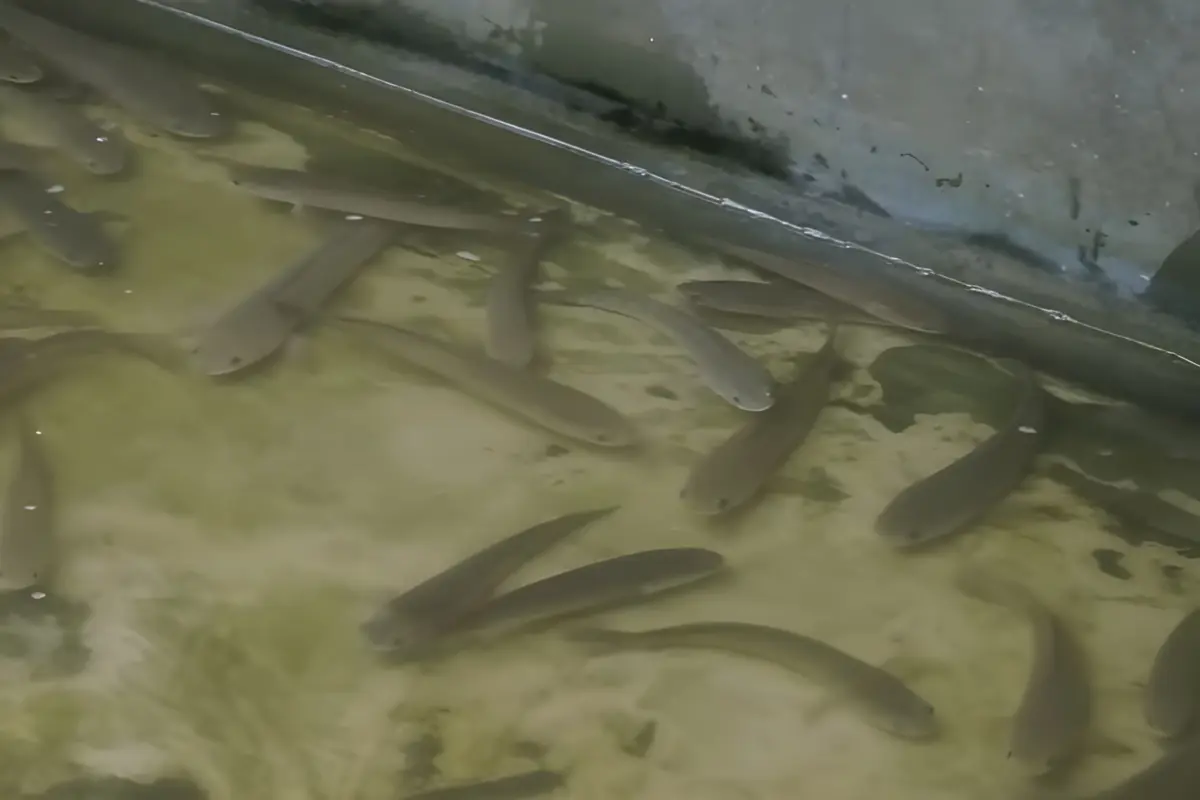 6 Usaha Ikan Gabus Rumahan Bermodal Mini, Banyak yang Bisa Dimulai dari Rp 500 Ribu