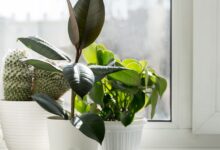 5 Tanaman Penyerap Udara Dalam Ruangan yang Bikin Rumah Lebih Segar, Peace Lily Paling Elegan