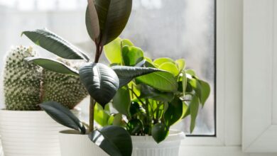 5 Tanaman Penyerap Udara Dalam Ruangan yang Bikin Rumah Lebih Segar, Peace Lily Paling Elegan
