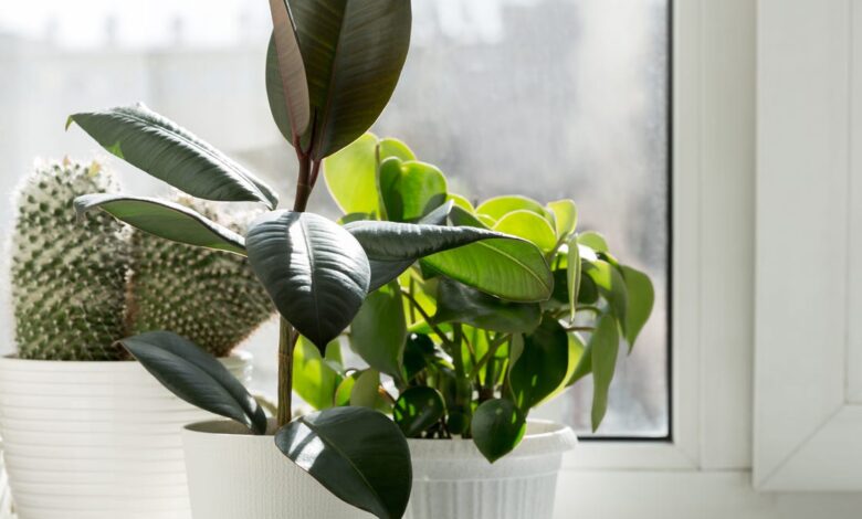 5 Tanaman Penyerap Udara Dalam Ruangan yang Bikin Rumah Lebih Segar, Peace Lily Paling Elegan