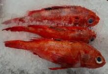 7 Ikan Incaran Rumah Makan, Lele Murah sampai Kerapu Premium