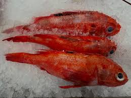 7 Ikan Incaran Rumah Makan, Lele Murah sampai Kerapu Premium