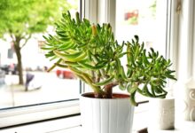 6 Tanaman Feng Shui yang Bikin Rumah Terasa Lebih Tenang dan Segar