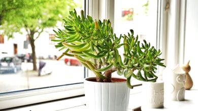 6 Tanaman Feng Shui yang Bikin Rumah Terasa Lebih Tenang dan Segar