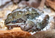 Wood Frog Bisa Membeku 8 Bulan, Lalu Hidup Lagi dalam Hitungan Jam