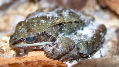 Wood Frog Bisa Membeku 8 Bulan, Lalu Hidup Lagi dalam Hitungan Jam