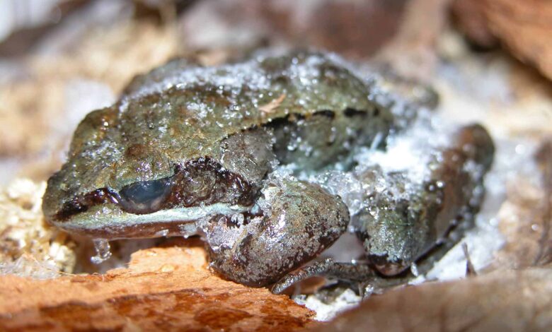 Wood Frog Bisa Membeku 8 Bulan, Lalu Hidup Lagi dalam Hitungan Jam