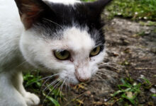 Kucing Domestik dan Kucing Liar Berbeda Jauh, Ini 4 Sisi yang Paling Mencolok