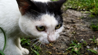 Kucing Domestik dan Kucing Liar Berbeda Jauh, Ini 4 Sisi yang Paling Mencolok