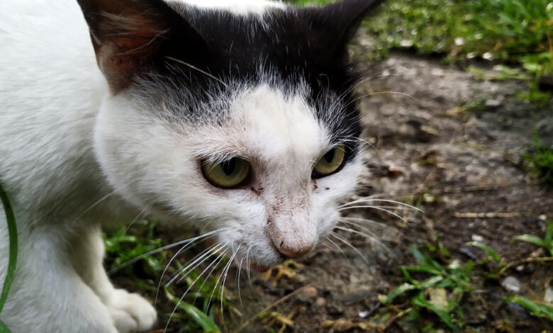 Kucing Domestik dan Kucing Liar Berbeda Jauh, Ini 4 Sisi yang Paling Mencolok