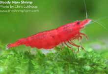 10 Ikan Air Tawar yang Paling Aman Dipadukan dengan Udang di Akuarium