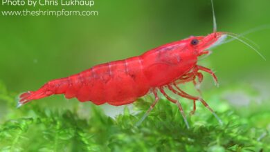 10 Ikan Air Tawar yang Paling Aman Dipadukan dengan Udang di Akuarium